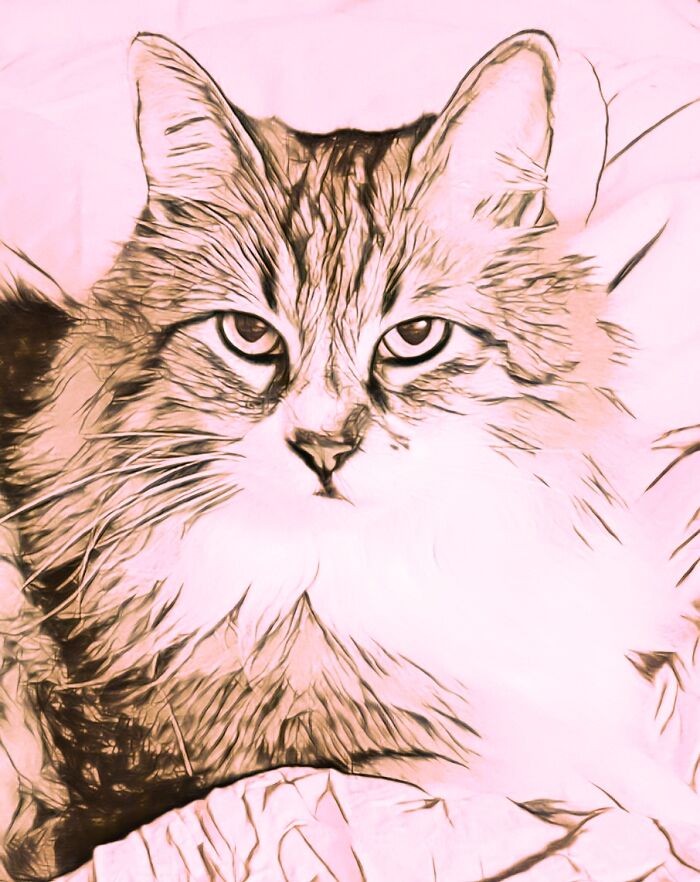 Grendel The Cat. That Look When You Know He Wants Dinner And You're Not Moving Fast Enough. But You Know He Knows You're Just Messing With Him Because He's A Spoiled Brat. Ink, Pencil, Chalk, Watercolor