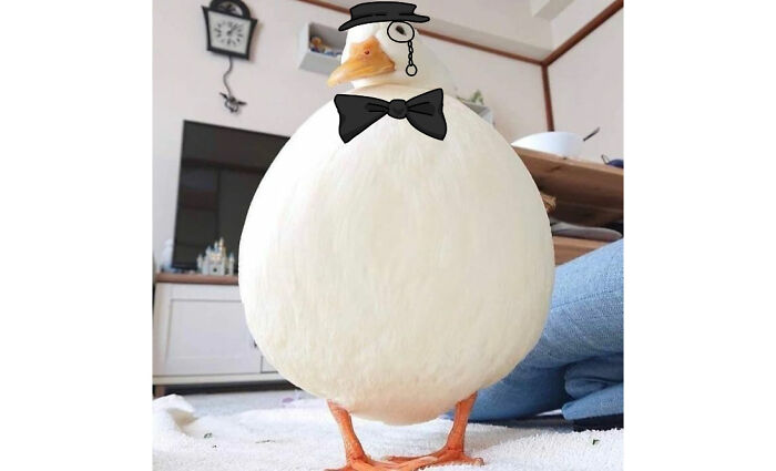 Sir Chonkers