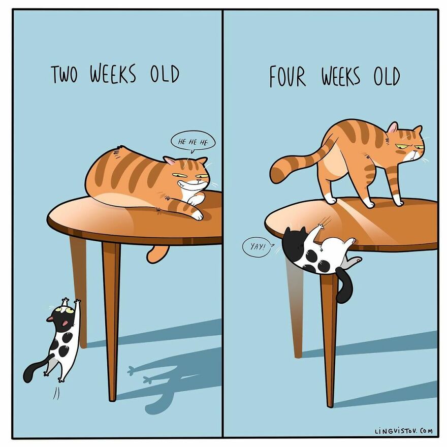 Comics That Those With A Cat Will Understand Perfectly (86 New Pics)