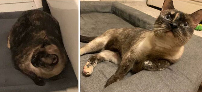 18 Pounds To A Healthy 11! Still Whines For Food Constantly