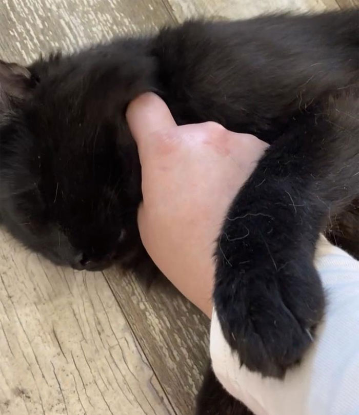 Woman Is Asking If She Was A Jerk For Kicking Her Boyfriend Out Of Her Apartment When She Overheard Him Talking Maliciously To Her Cat