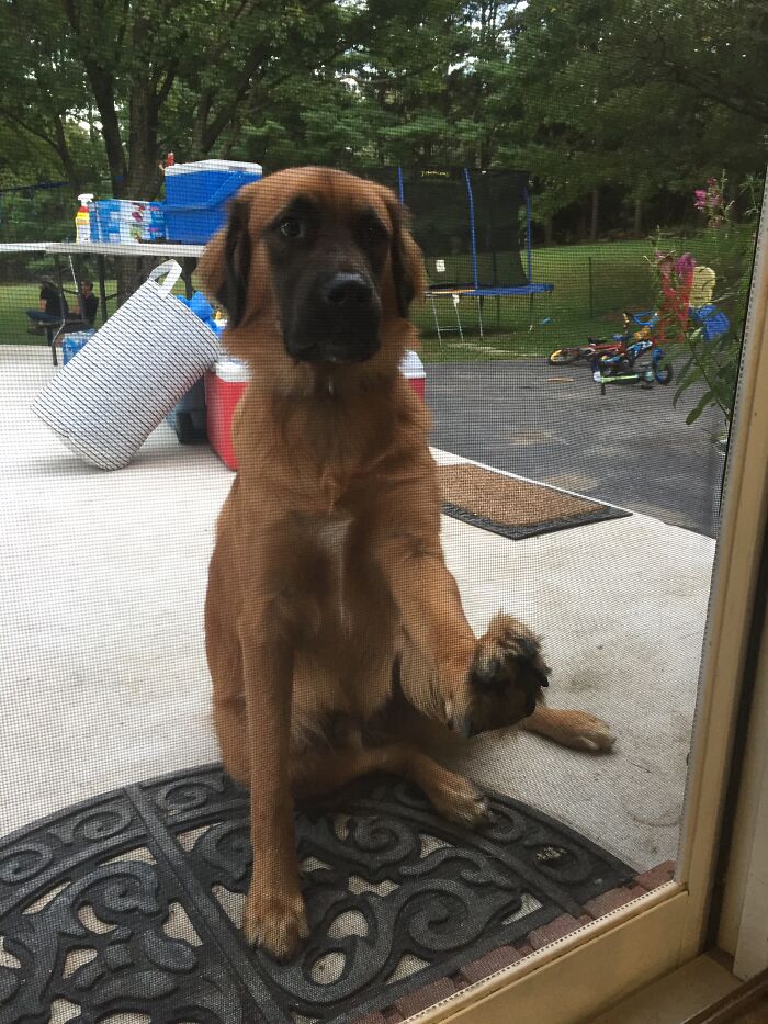 Bear. Not Technically Mine, He’s My Cousins Actually, But I Took Care Of Him By Putting A Glow Stick On His Collar So We Could See Him While We Were Playing Hide And Seek Tag In The Backyard At Night Don’t Question It