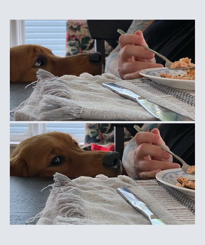 What Do You Mean I'm Bothering The Guests? I'm Just Checking To See If They Are Done And I Can Take Away The Plates