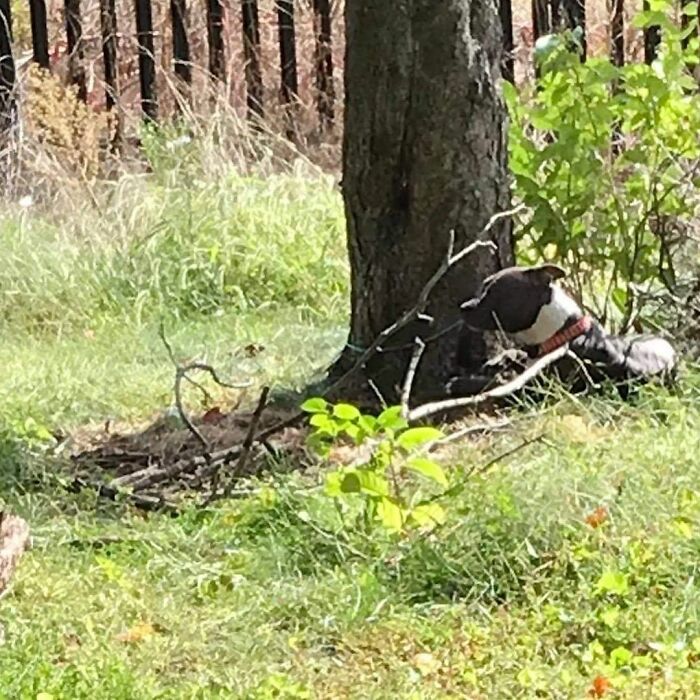 Woman Rescues An Abandoned Pit Bull From Railroad Tracks Seconds Before Train Comes Woman Rescues An Abandoned Pit Bull From Railroad Tracks Seconds Before Train Comes