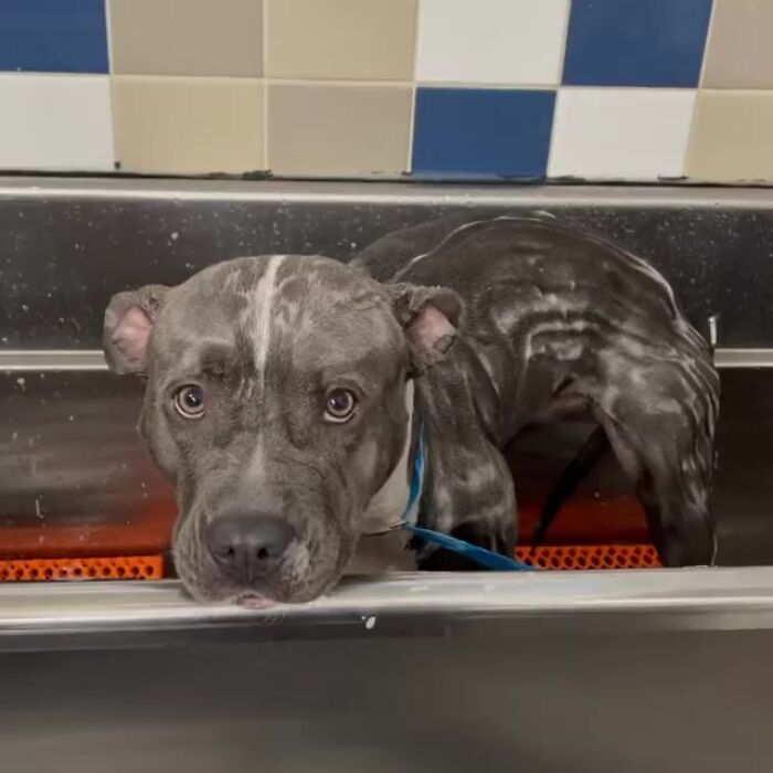 Woman Rescues An Abandoned Pit Bull From Railroad Tracks Seconds Before Train Comes Woman Rescues An Abandoned Pit Bull From Railroad Tracks Seconds Before Train Comes