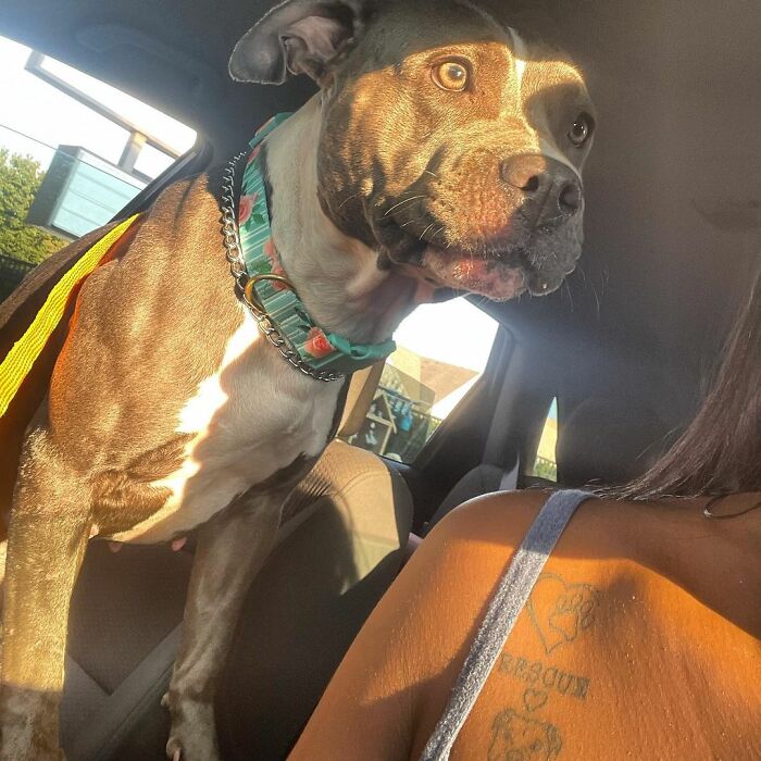 Woman Rescues An Abandoned Pit Bull From Railroad Tracks Seconds Before Train Comes Woman Rescues An Abandoned Pit Bull From Railroad Tracks Seconds Before Train Comes