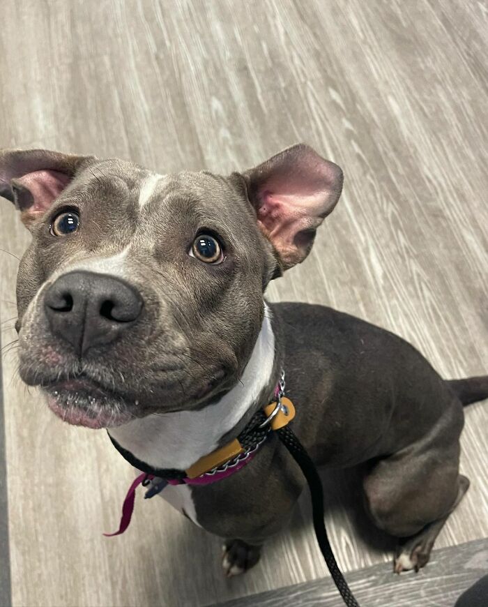 Woman Rescues An Abandoned Pit Bull From Railroad Tracks Seconds Before Train Comes Woman Rescues An Abandoned Pit Bull From Railroad Tracks Seconds Before Train Comes