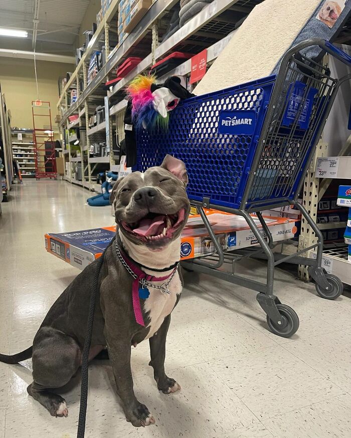 Woman Rescues An Abandoned Pit Bull From Railroad Tracks Seconds Before Train Comes Woman Rescues An Abandoned Pit Bull From Railroad Tracks Seconds Before Train Comes
