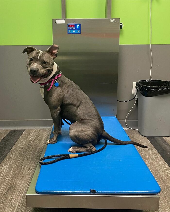 Woman Rescues An Abandoned Pit Bull From Railroad Tracks Seconds Before Train Comes Woman Rescues An Abandoned Pit Bull From Railroad Tracks Seconds Before Train Comes