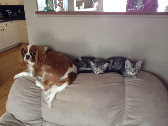 Suffering An Identity Crisis. Am I A Cat Or A Dog?