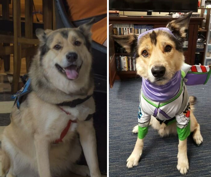 ¡Mi perro de servicio, Avalanche, vuelve a tener un peso saludable!