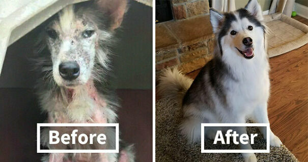 Adoption Storie: See Sylvie The Rescue Dog's Heartwarming Transformation
how Happy Does Little Sylvie Look Now? Adoption Storie: See Sylvie The Rescue Dog's Heartwarming Transformation
how Happy Does Little Sylvie Look Now?