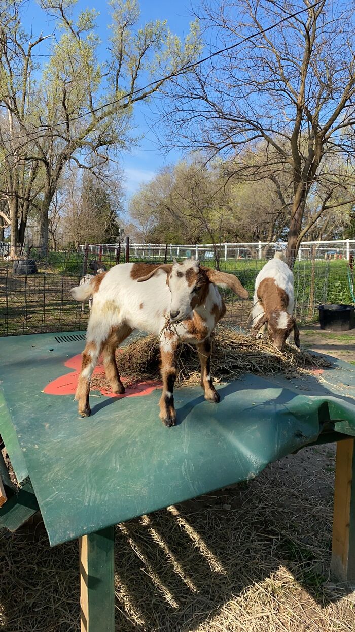 A New Kind Of Animal Rescue: Check Out These Cute Goats And Sheep