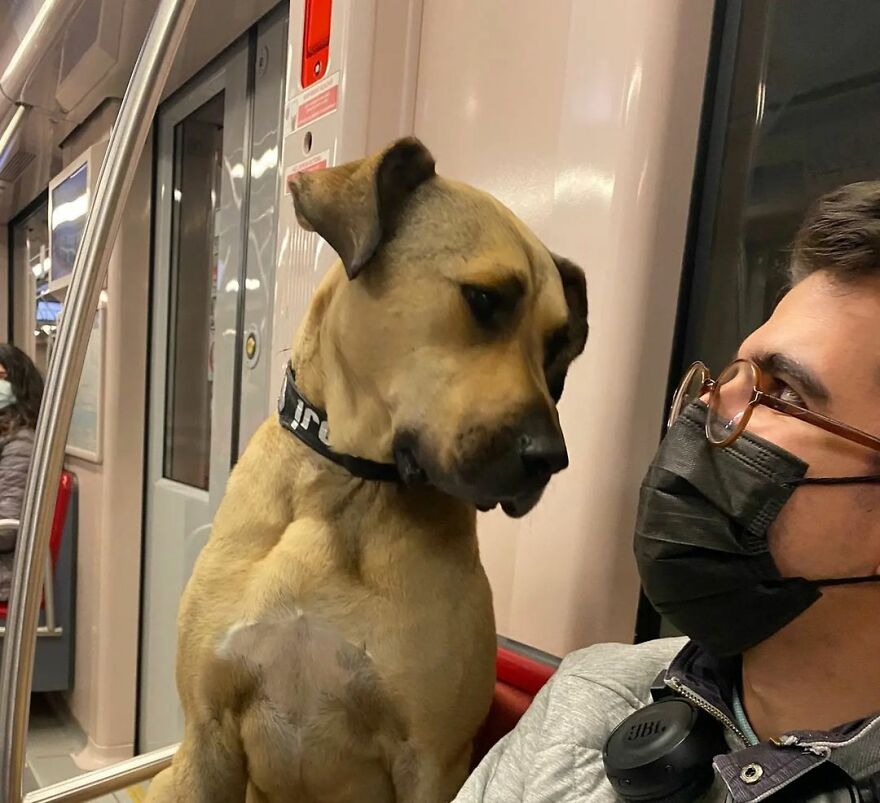 Se vio a este perro usando el transporte público en Estambul, así que las autoridades le pusieron un rastreador: Resulta que viaja más de 30 kilómetros al día
