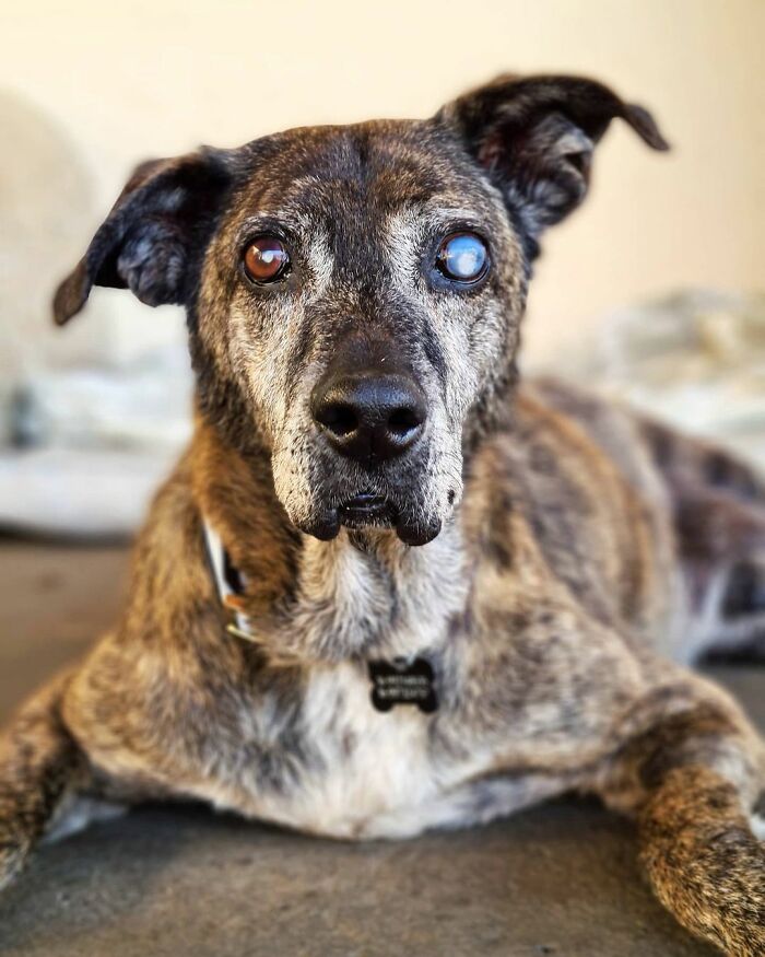 This Dog That Spent 10 Years In A Shelter Due To His Missing Leg, Old Age And Blindness Finally Finds His Forever Home This Dog That Spent 10 Years In A Shelter Due To His Missing Leg, Old Age And Blindness Finally Finds His Forever Home