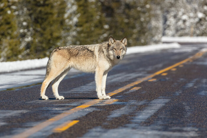 30 Incredibly Bizarre Things People Saw Happen Yet Others Refuse To Believe They Did