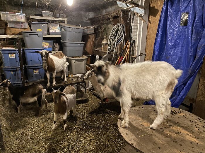 A New Kind Of Animal Rescue: Check Out These Cute Goats And Sheep