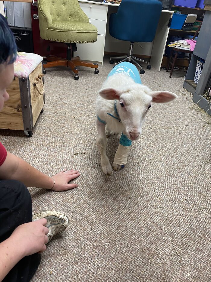 A New Kind Of Animal Rescue: Check Out These Cute Goats And Sheep