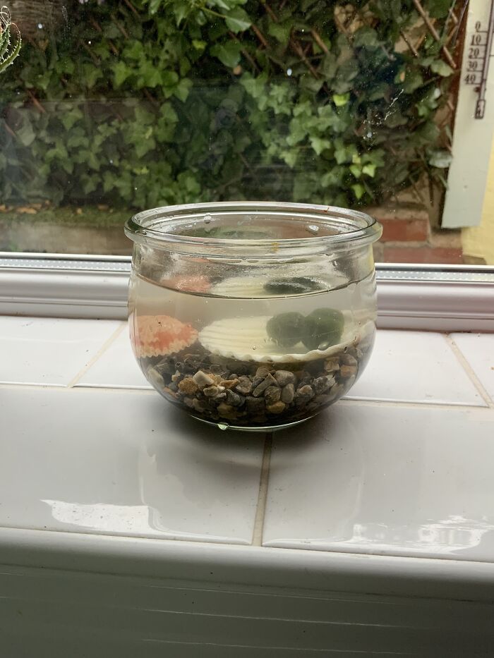 Not A Flower But I Have An Unusual Plant, Its Little Moss Balls From Japan And They Float Around 😄