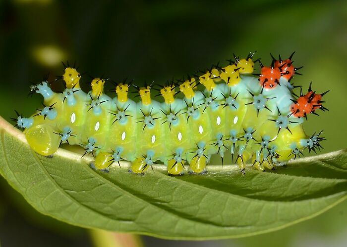 Giant Silk Moth Caterpillar