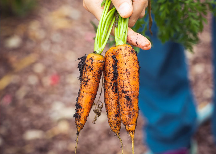 Hand holding freshly picked carrots covered in soil, illustrating common scams in daily lives and food authenticity.