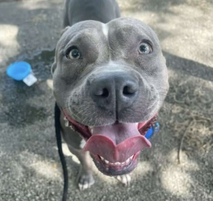 Woman Rescues An Abandoned Pit Bull From Railroad Tracks Seconds Before Train Comes Woman Rescues An Abandoned Pit Bull From Railroad Tracks Seconds Before Train Comes