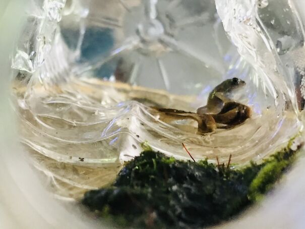 The Unusual Pet I Had For 1 Week!