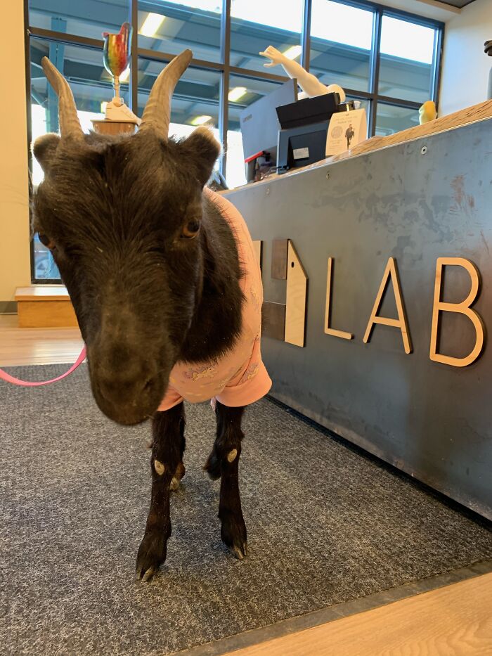 A New Kind Of Animal Rescue: Check Out These Cute Goats And Sheep