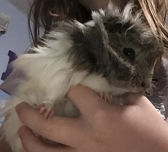 I Collect Floofs. I Have Another.