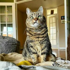 fidelitas_terminus avatar