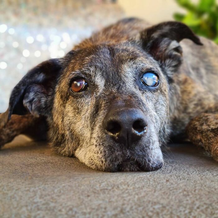 This Dog That Spent 10 Years In A Shelter Due To His Missing Leg, Old Age And Blindness Finally Finds His Forever Home This Dog That Spent 10 Years In A Shelter Due To His Missing Leg, Old Age And Blindness Finally Finds His Forever Home