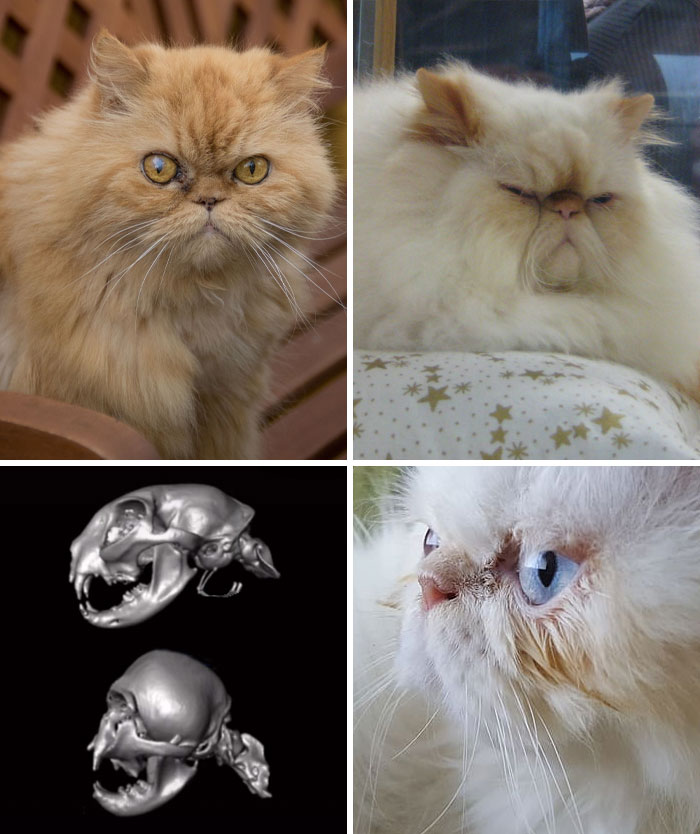 Flat Faced Cat Breeds