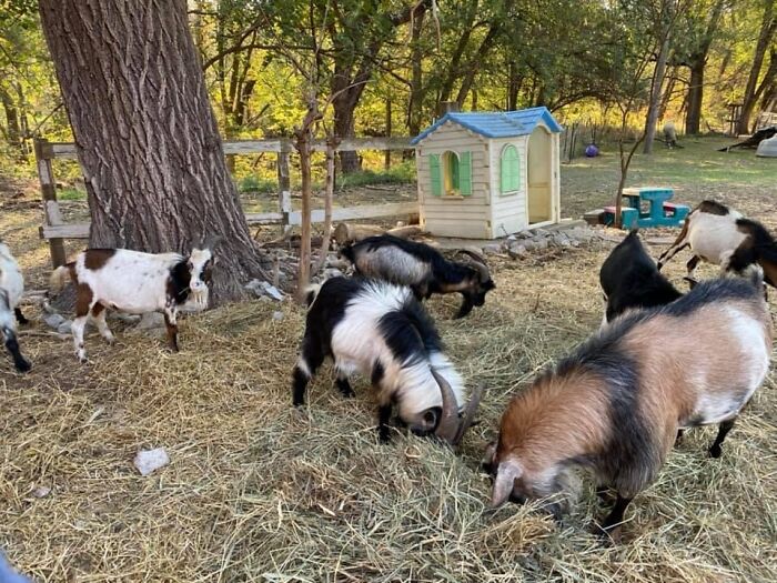 A New Kind Of Animal Rescue: Check Out These Cute Goats And Sheep