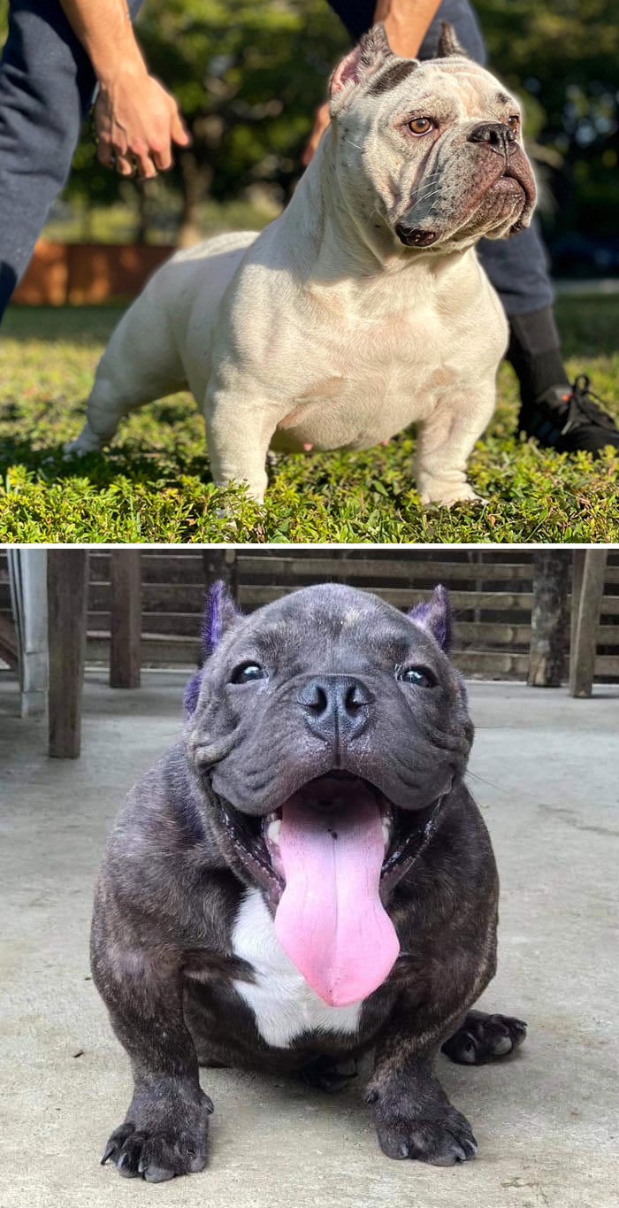 Toad Bulldog, Or Exotic Bully