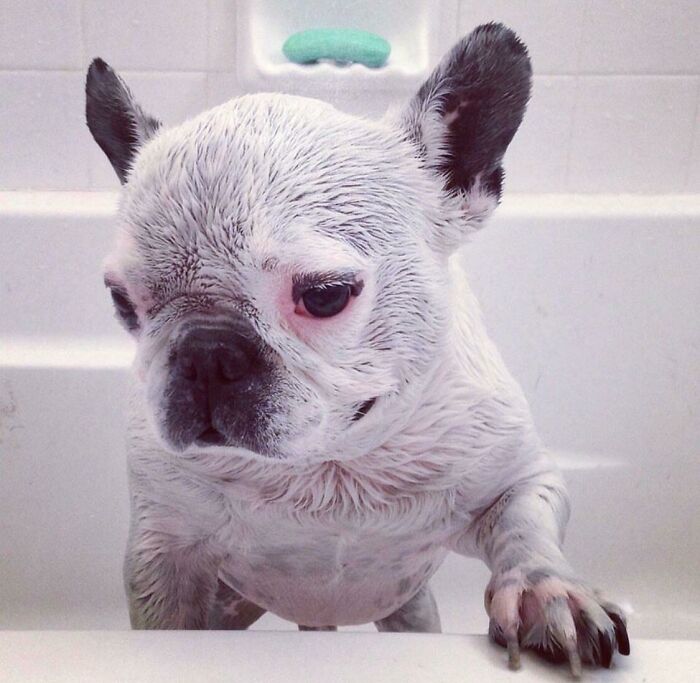 My French Bulldog Napoleon. Vet Said He Wouldn’t Live To See 7. He Made It To 15. Forever A Good Dog