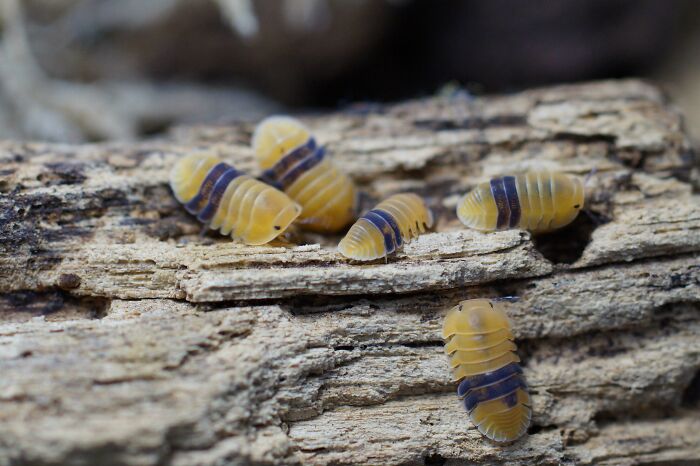 Baby Cubaris Amber Isopods