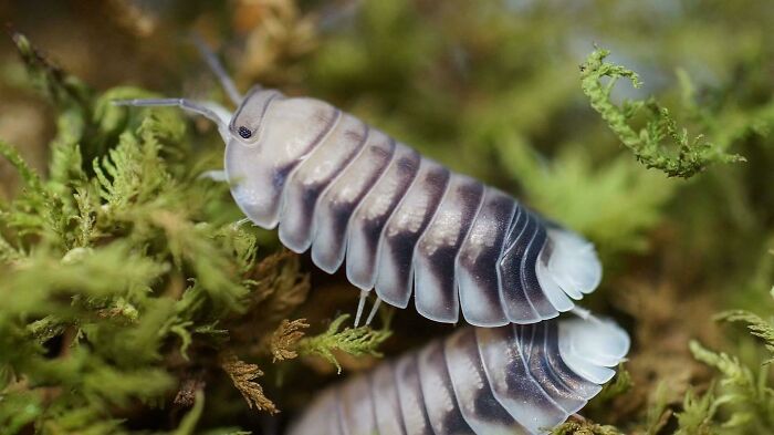 Cubaris Sp. “White Tiger” Isopod