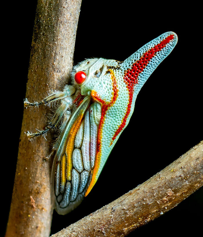 Platycostis Vittata (Oak Tree Hopper)