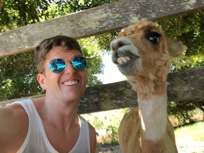 Alpaca Lunch