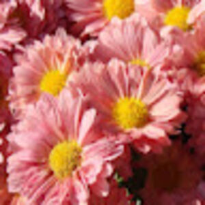 abigailbosonac avatar