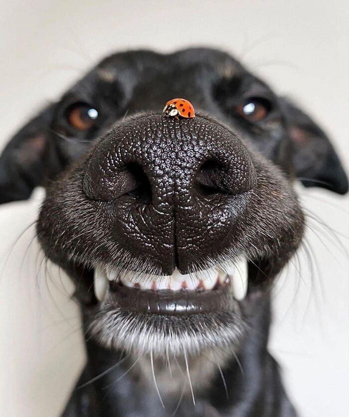 Ladybug Boop