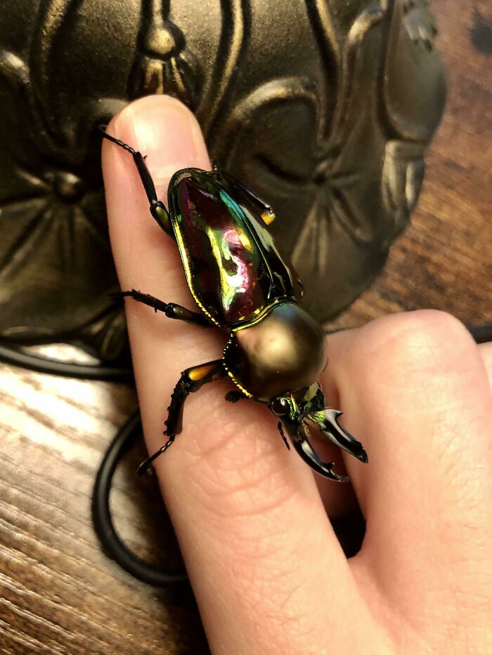 Iridescent bug with large mandibles resting on a person's finger showcasing the spectacular details of bugs up close.