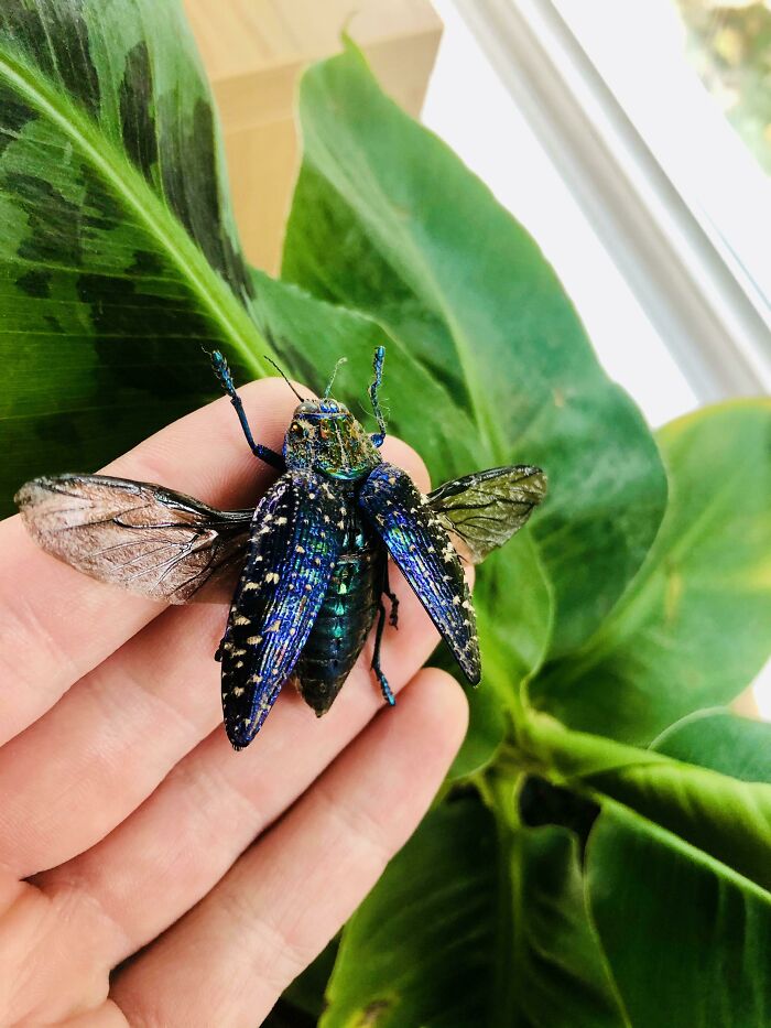 Close-up of a colorful, iridescent bug with wings spread on a hand, showcasing spectacular bug details and colors.