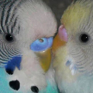 daniellezalusky_1 avatar