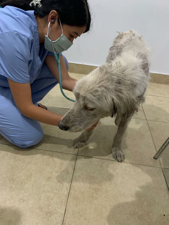 We Saved This Dog From Bad Conditions And Apparently, He’s A Golden Retriever We Saved This Dog From Bad Conditions And Apparently, He’s A Golden Retriever