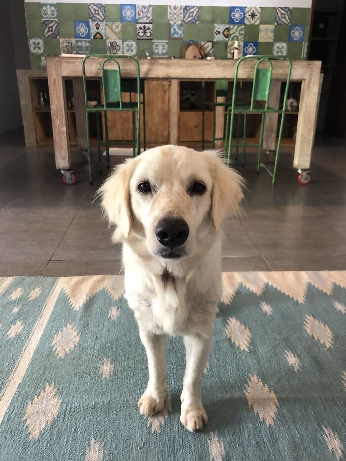 We Saved This Dog From Bad Conditions And Apparently, He’s A Golden Retriever We Saved This Dog From Bad Conditions And Apparently, He’s A Golden Retriever