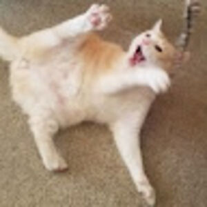 elliegiberson avatar