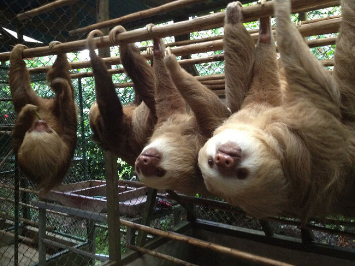 Is This The Line For Hibiscus Flowers?