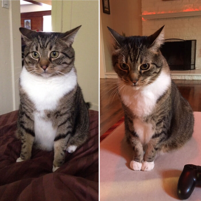 Walter- 25.5 Pounds -> 20.0 Pounds. He’s Been Working On His Weight Loss For 4 Years Now. He’s Still A Big Boy And Looks Quite Fat From Certain Angles But He’s Much Healthier And Continuing With His Diet