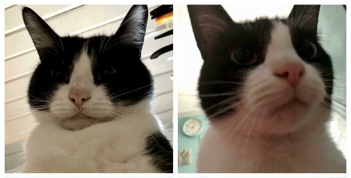 Leo Officially Lost 2lbs Today! He Went From 17lbs To 15lbs And Still As Cute As Ever! Progress!